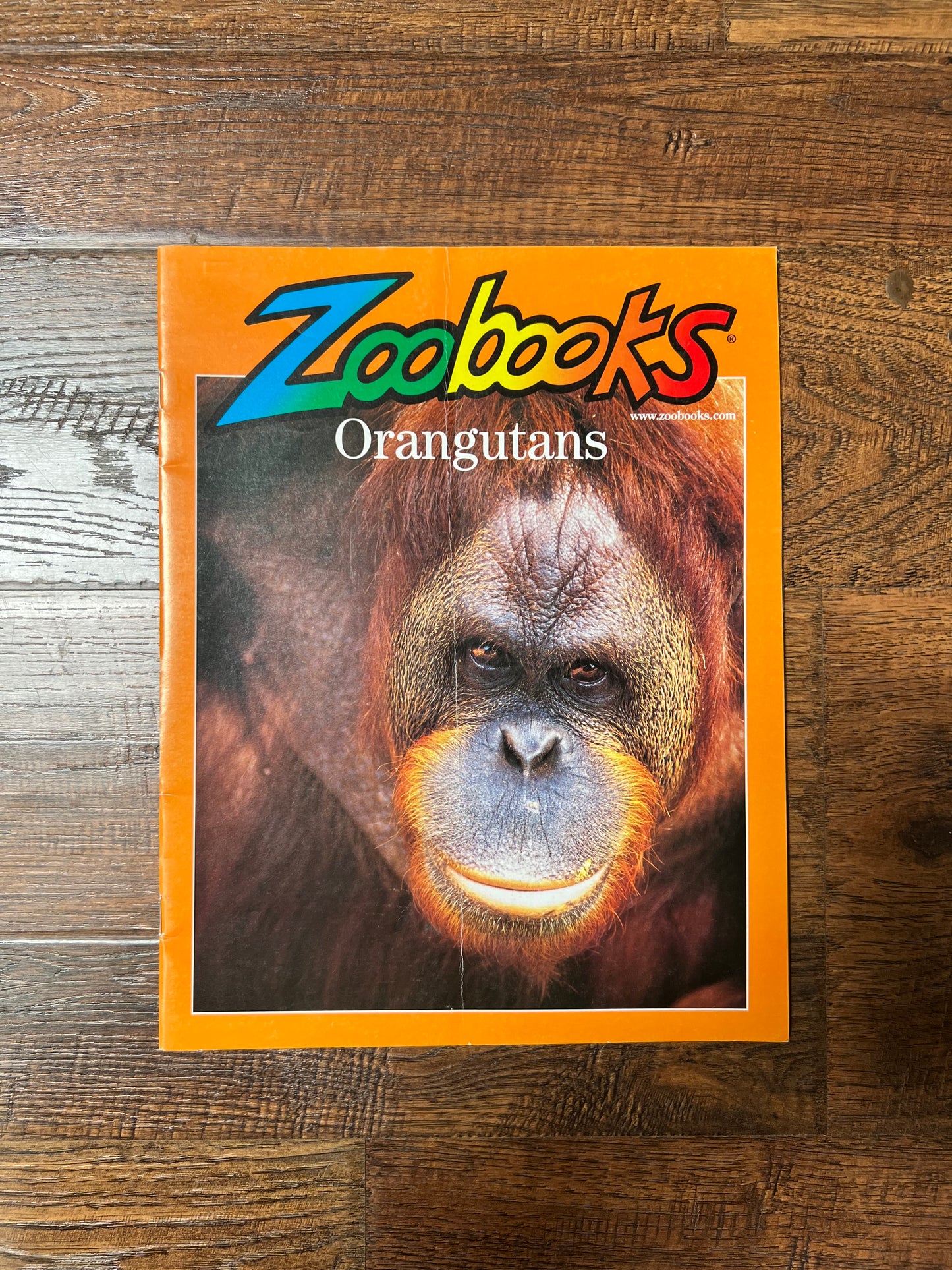 Vintage Ephemera - Magazine - Zoobooks - Orangutans - December 2000