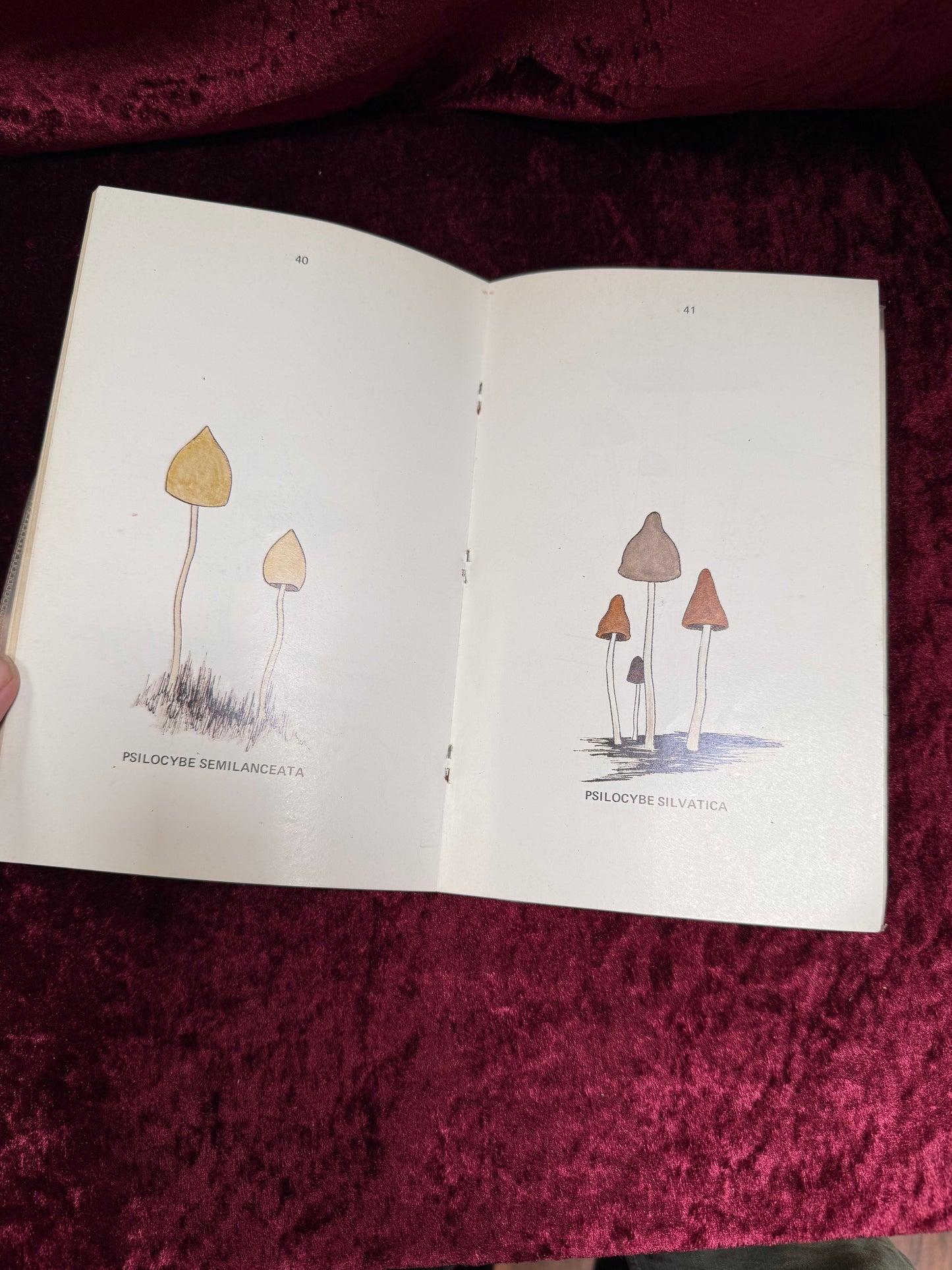 Vintage Paperback Book - A Key To The American Psilocybin Mushroom - Leonard Enos - 1970
