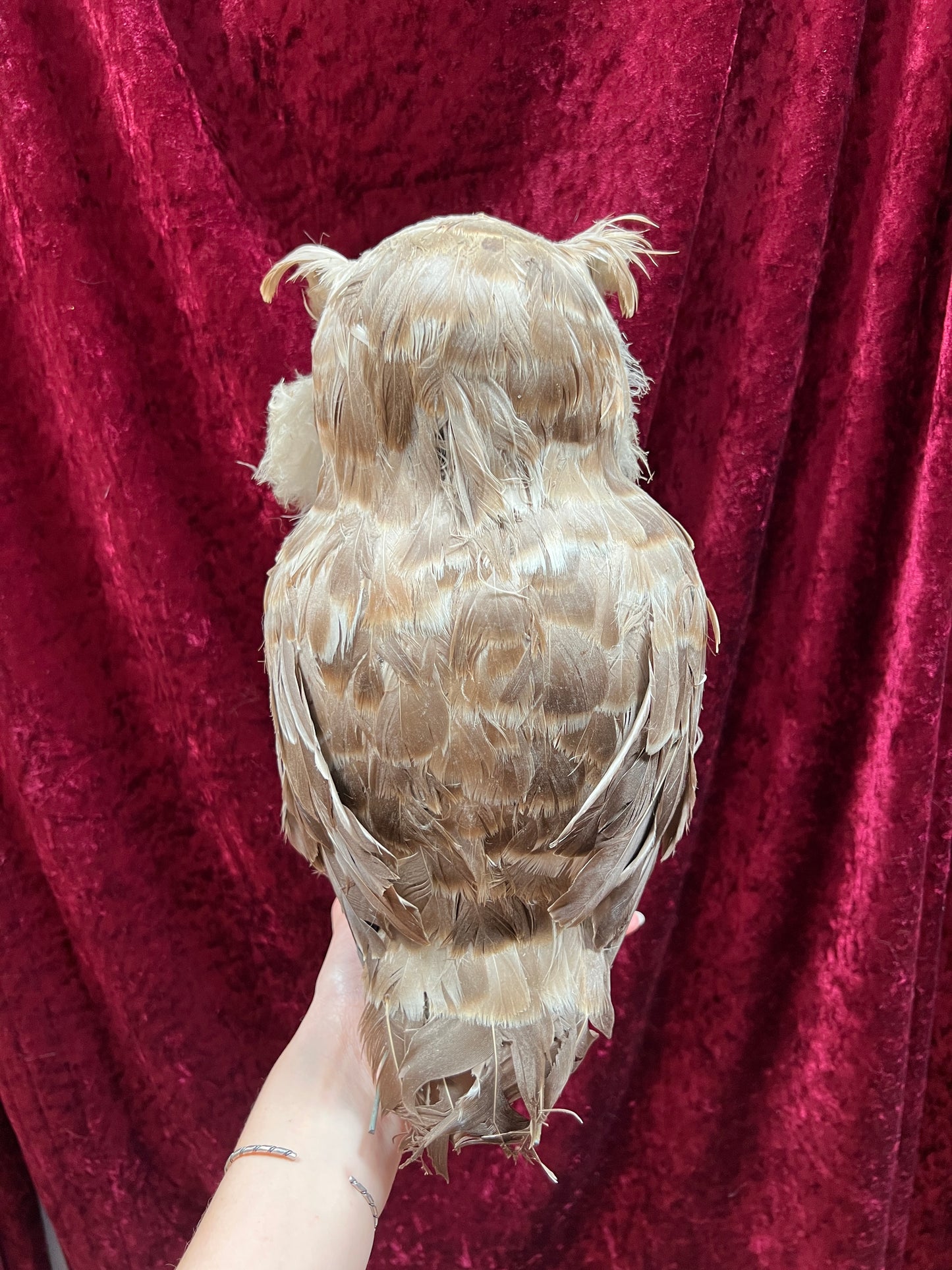 Vintage Repro Realistic Wise Owl Bird Prop