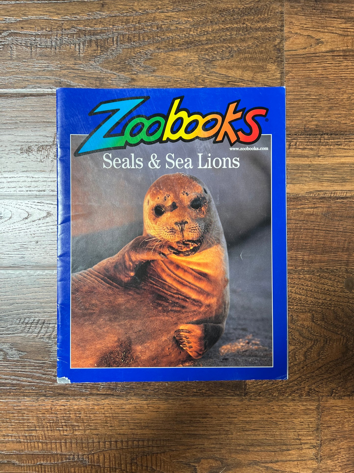 Vintage Ephemera - Magazine - Zoobooks - Seals and Sea Lions - December 2001
