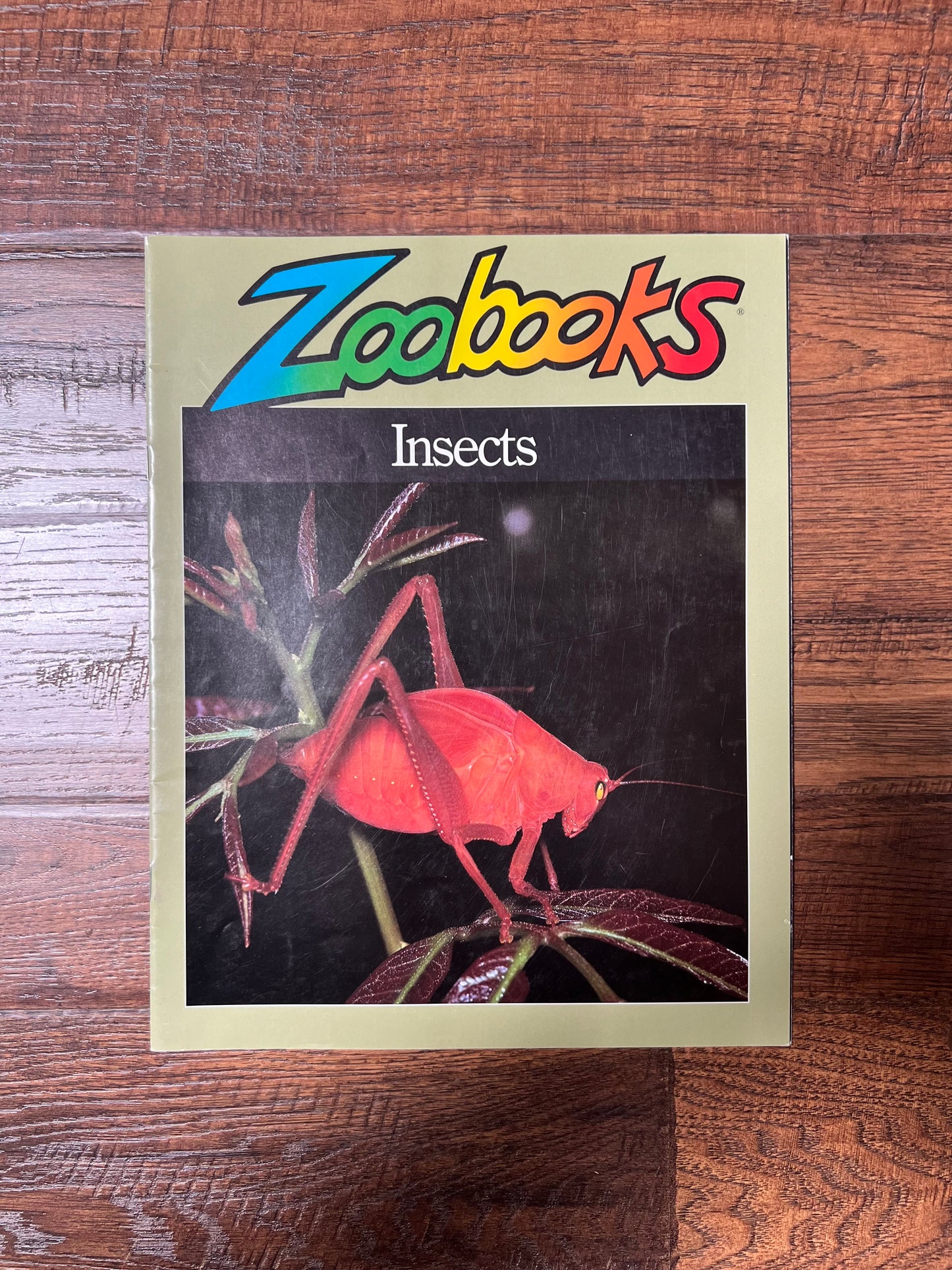 Vintage Ephemera - Magazine - Zoobooks - Insects - 1994