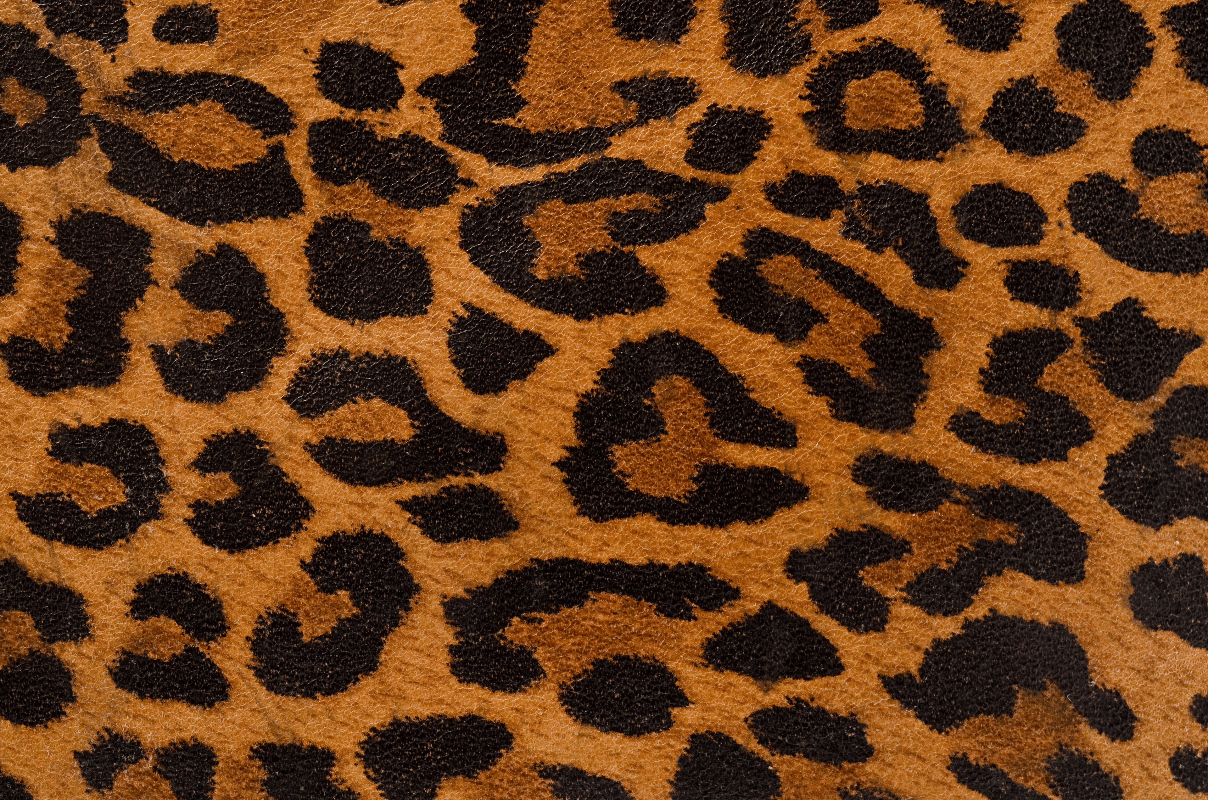 Leopard print at the cat vintage