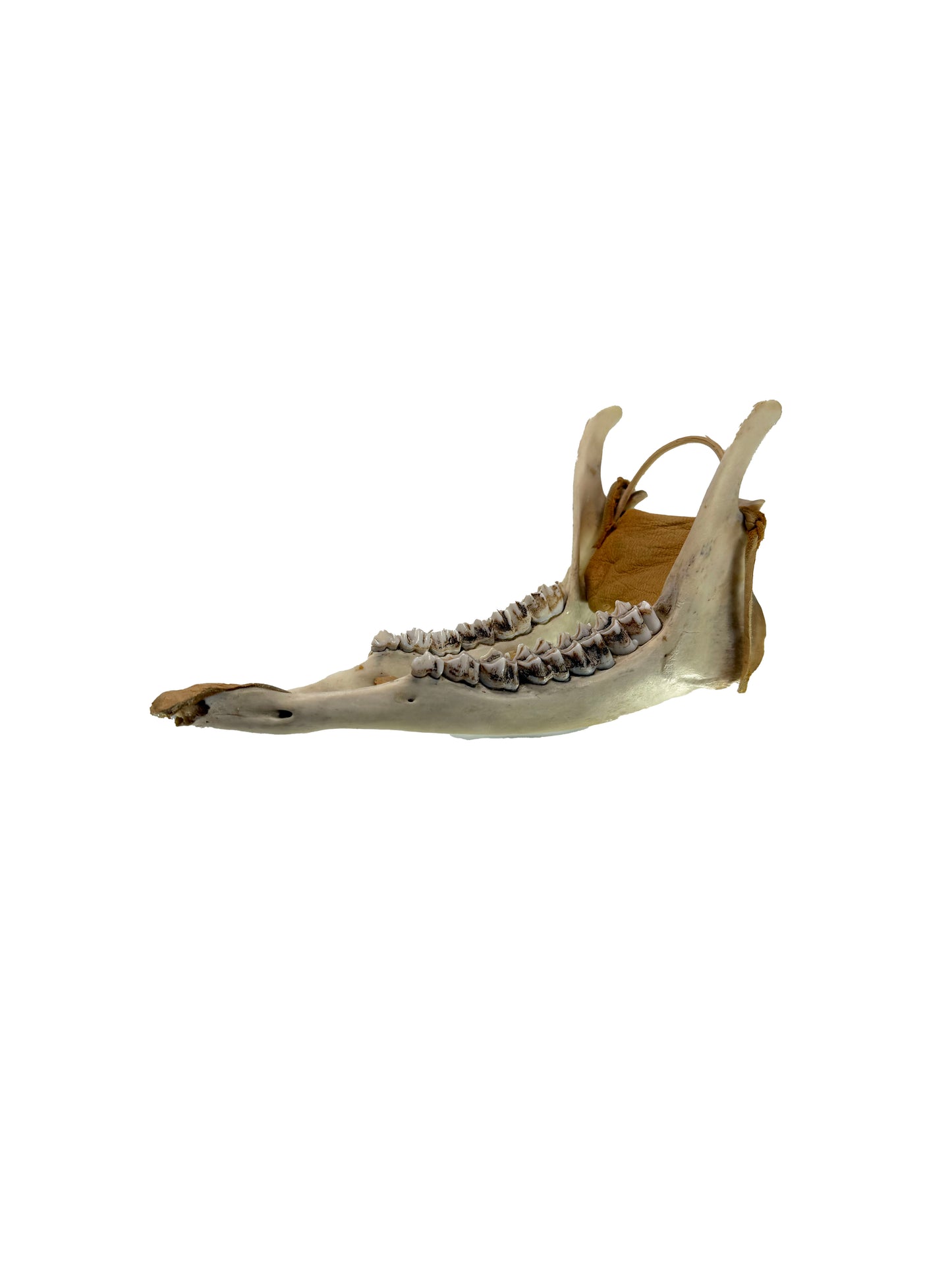Vintage Oddity - Caribou Jaw Dog Sled