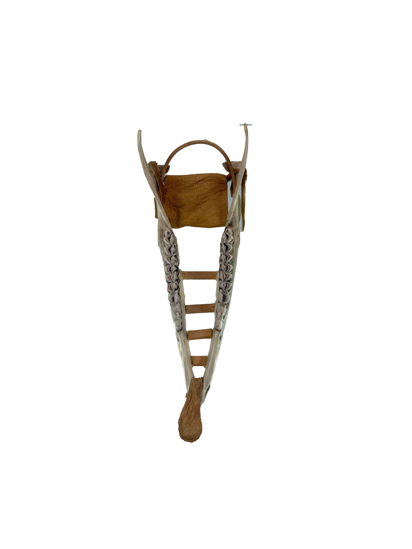 Vintage Oddity - Caribou Jaw Dog Sled