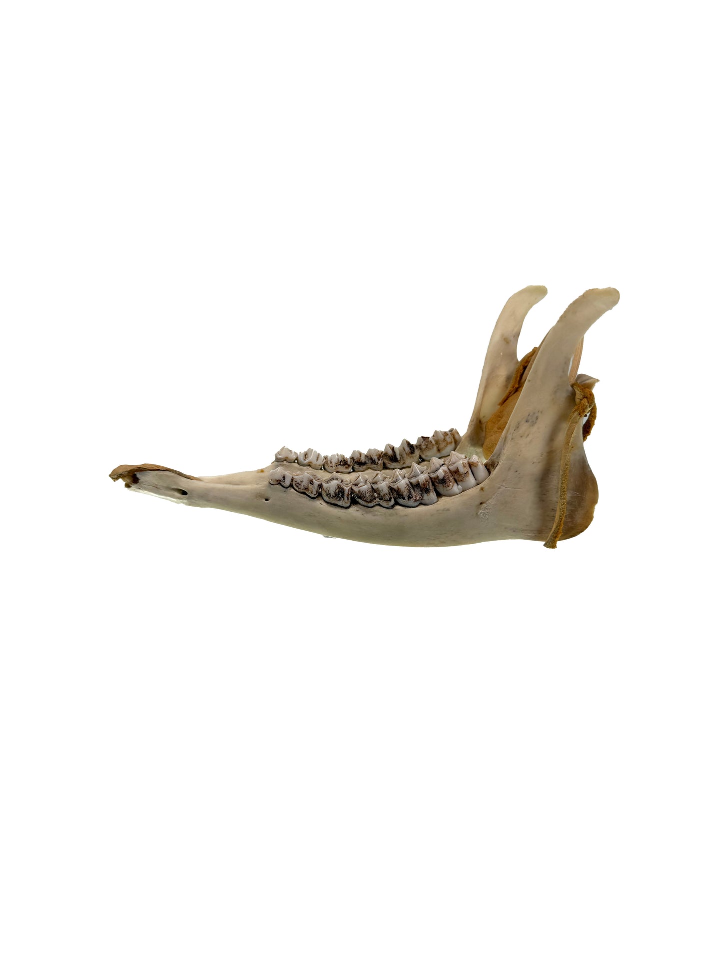 Vintage Oddity - Caribou Jaw Dog Sled