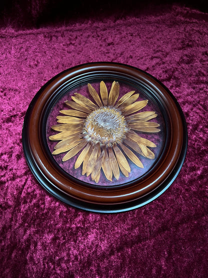 Vintage Pressed Sunflower Wall Art - Real Flower Round Wood Frame