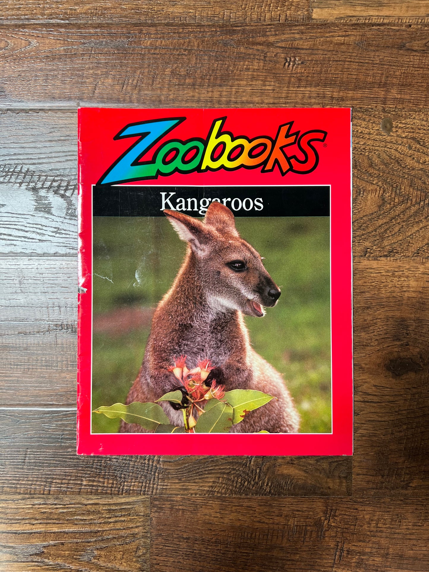 Vintage Ephemera - Magazine - Zoobooks - Kangaroos - October 1999