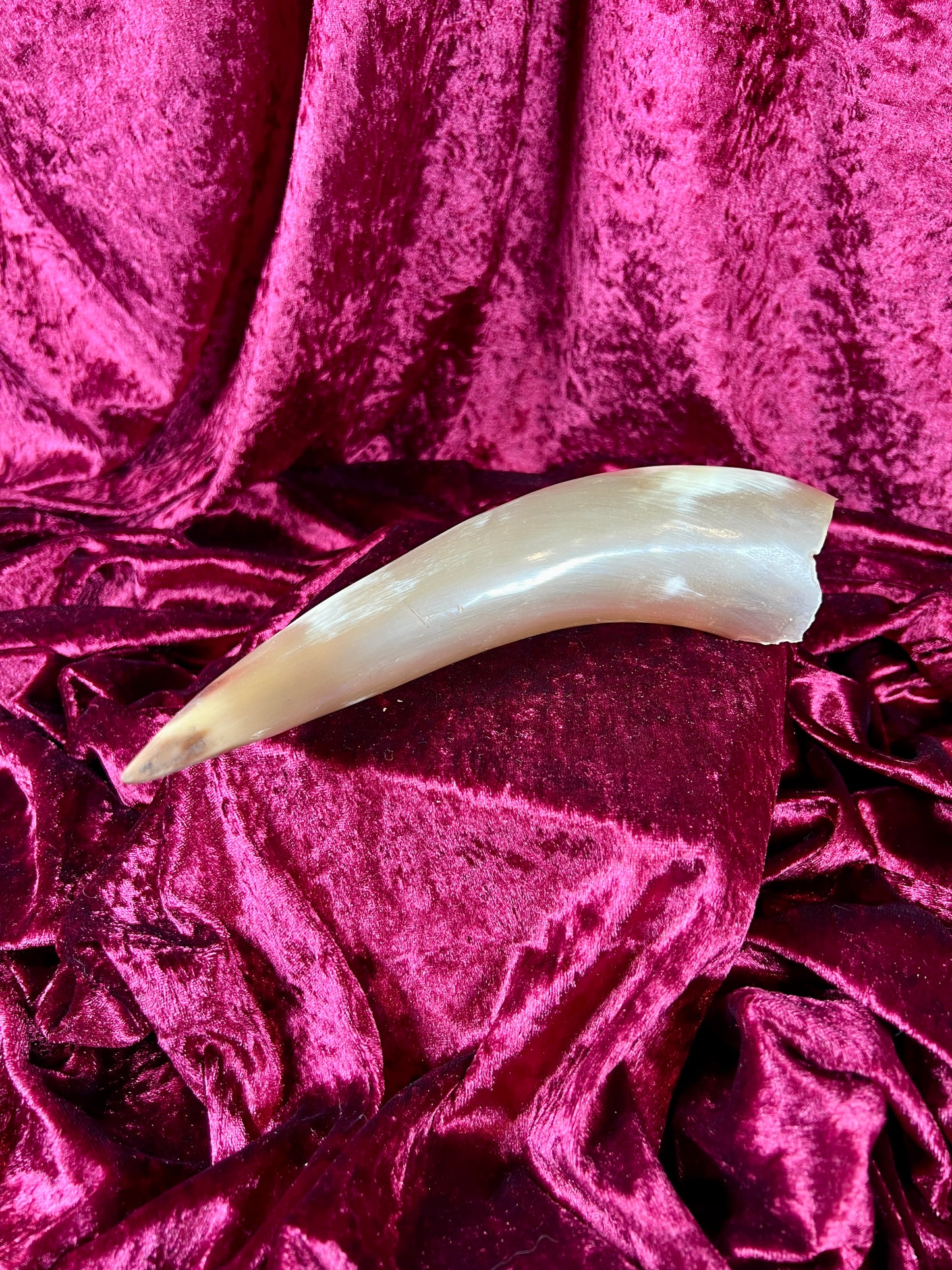 Vintage Curiosity - Taxidermy - Hollow Polished Horn