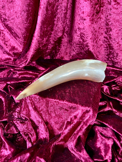 Vintage Curiosity - Taxidermy - Hollow Polished Horn