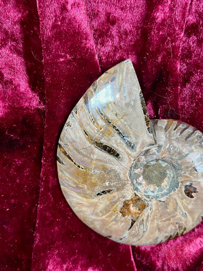 Vintage Curiosities - Natural Ammonite Fossil Conch Crystal Specimen