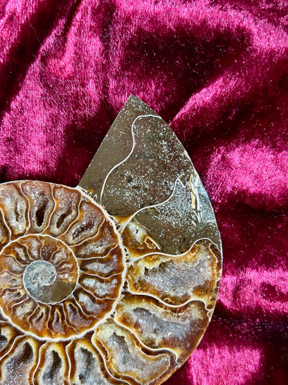 Vintage Curiosities - Natural Ammonite Fossil Conch Crystal Specimen