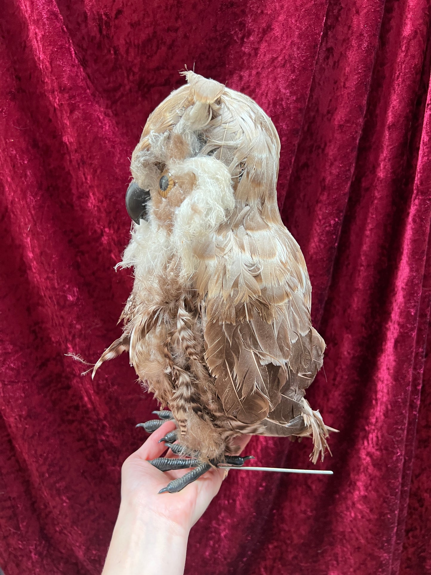 Vintage Repro Realistic Wise Owl Bird Prop