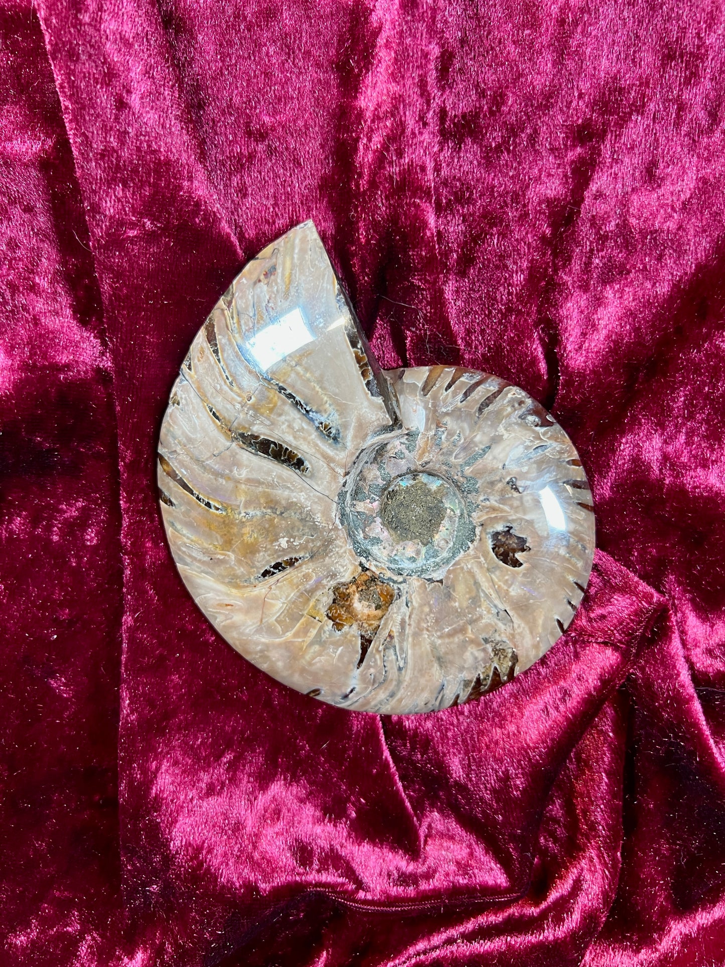 Vintage Curiosities - Natural Ammonite Fossil Conch Crystal Specimen