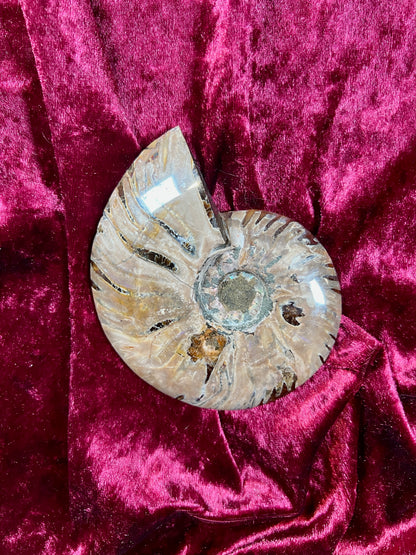 Vintage Curiosities - Natural Ammonite Fossil Conch Crystal Specimen
