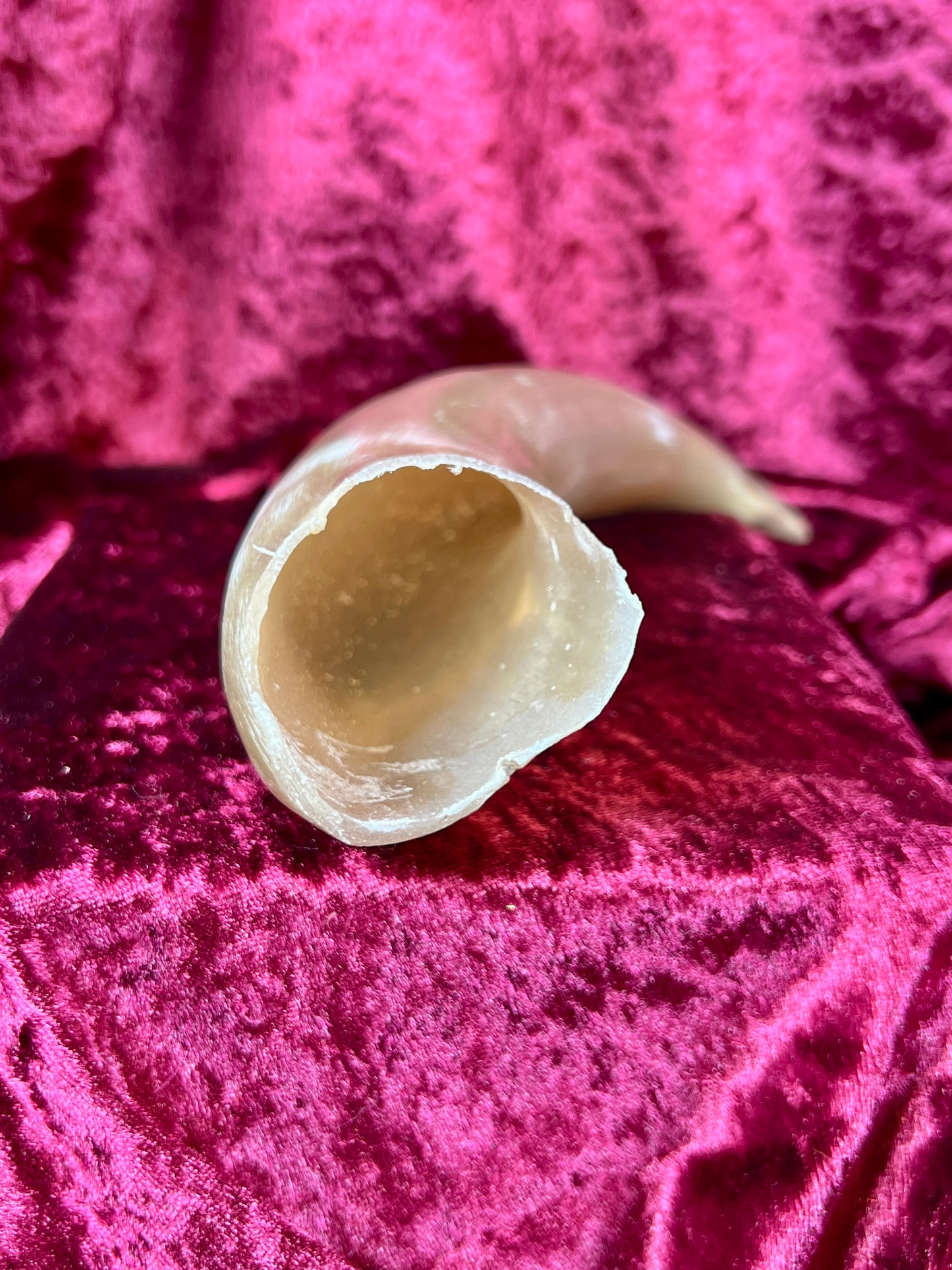 Vintage Curiosity - Taxidermy - Hollow Polished Horn