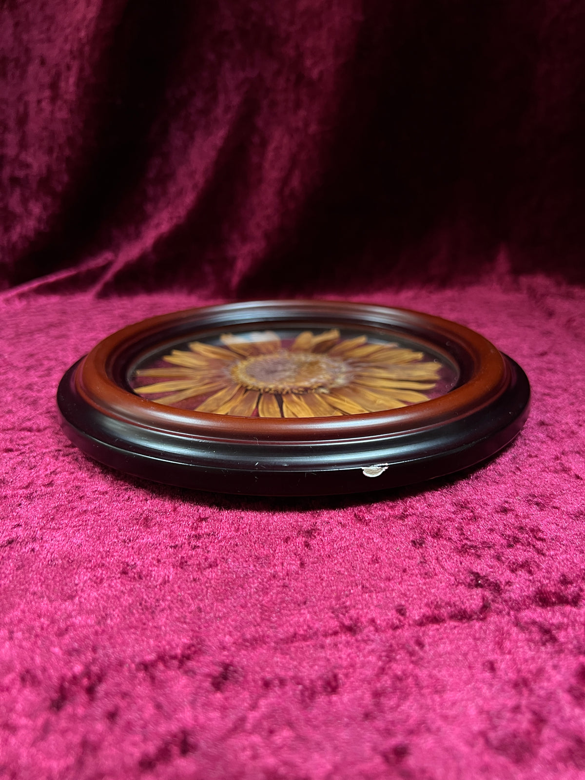 Vintage Pressed Sunflower Wall Art - Real Flower Round Wood Frame