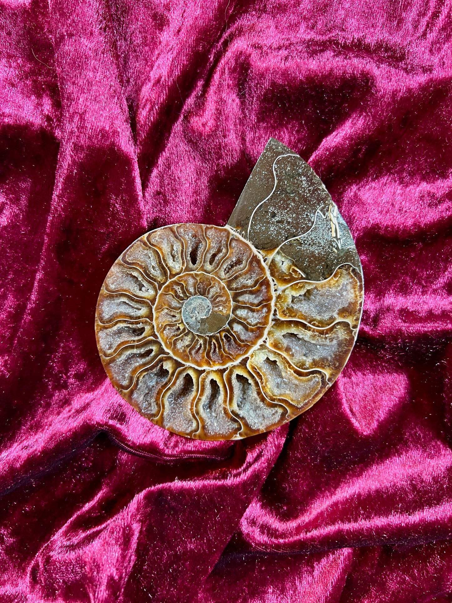Vintage Curiosities - Natural Ammonite Fossil Conch Crystal Specimen