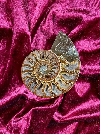 Vintage Curiosities - Natural Ammonite Fossil Conch Crystal Specimen