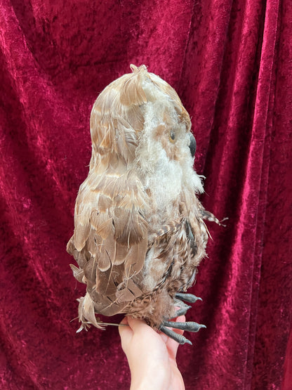 Vintage Repro Realistic Wise Owl Bird Prop
