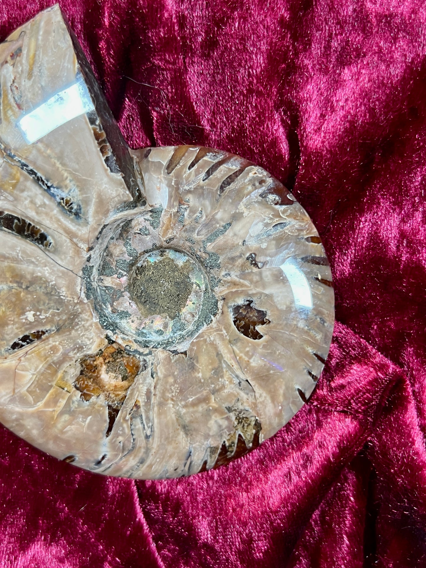 Vintage Curiosities - Natural Ammonite Fossil Conch Crystal Specimen