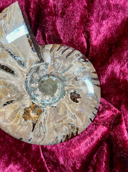 Vintage Curiosities - Natural Ammonite Fossil Conch Crystal Specimen