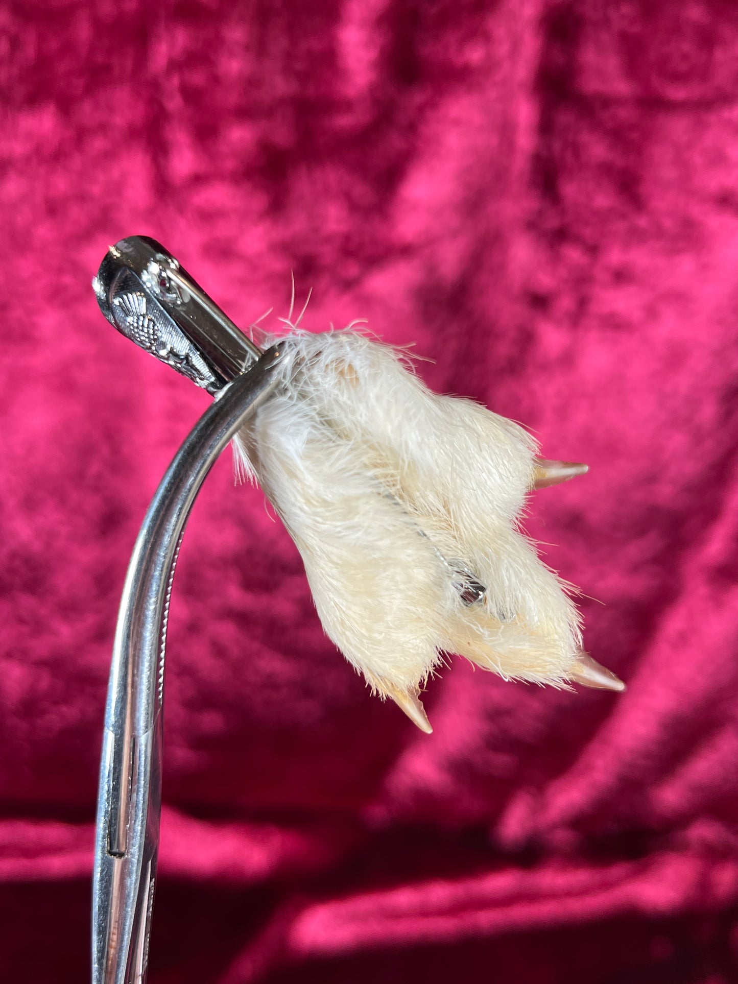 Vintage Jewelry - Taxidermy Brooch - Sterling Silver - Lucky Grouse Foot