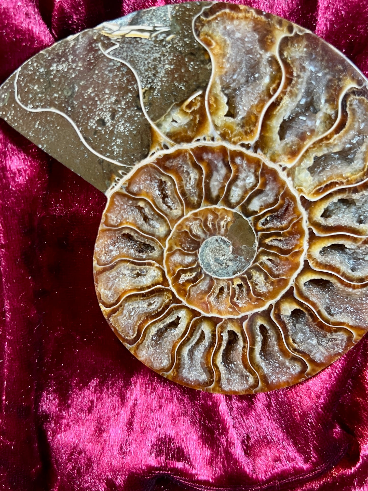 Vintage Curiosities - Natural Ammonite Fossil Conch Crystal Specimen