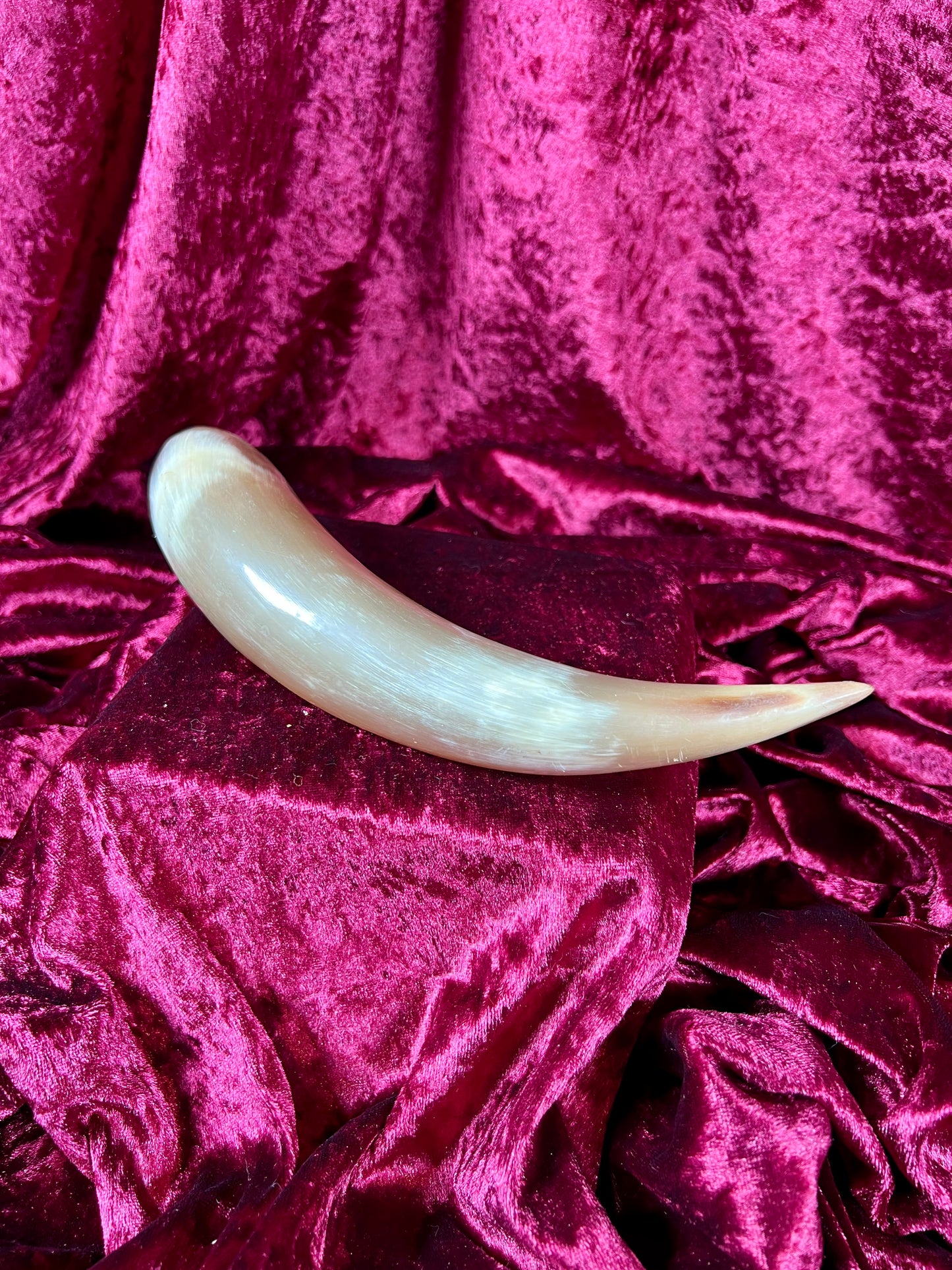 Vintage Curiosity - Taxidermy - Hollow Polished Horn