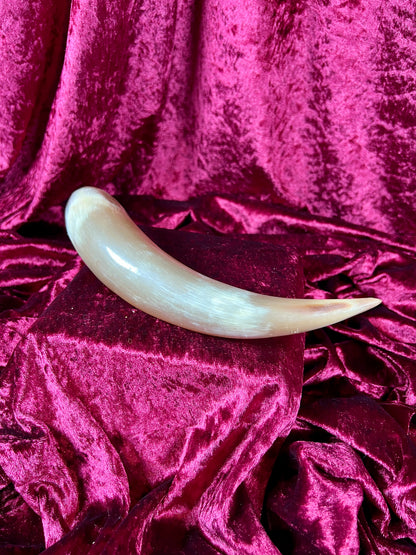 Vintage Curiosity - Taxidermy - Hollow Polished Horn