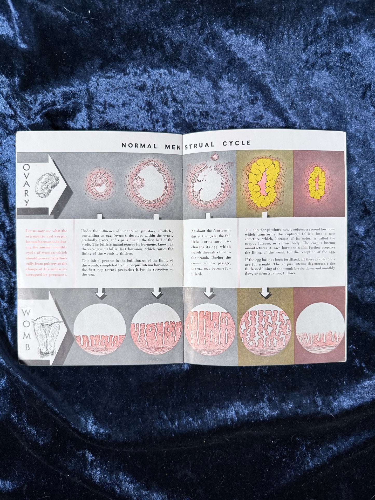 Vintage Paper Science Booklet – Sex Hormones 1939 Golden Gate Expo