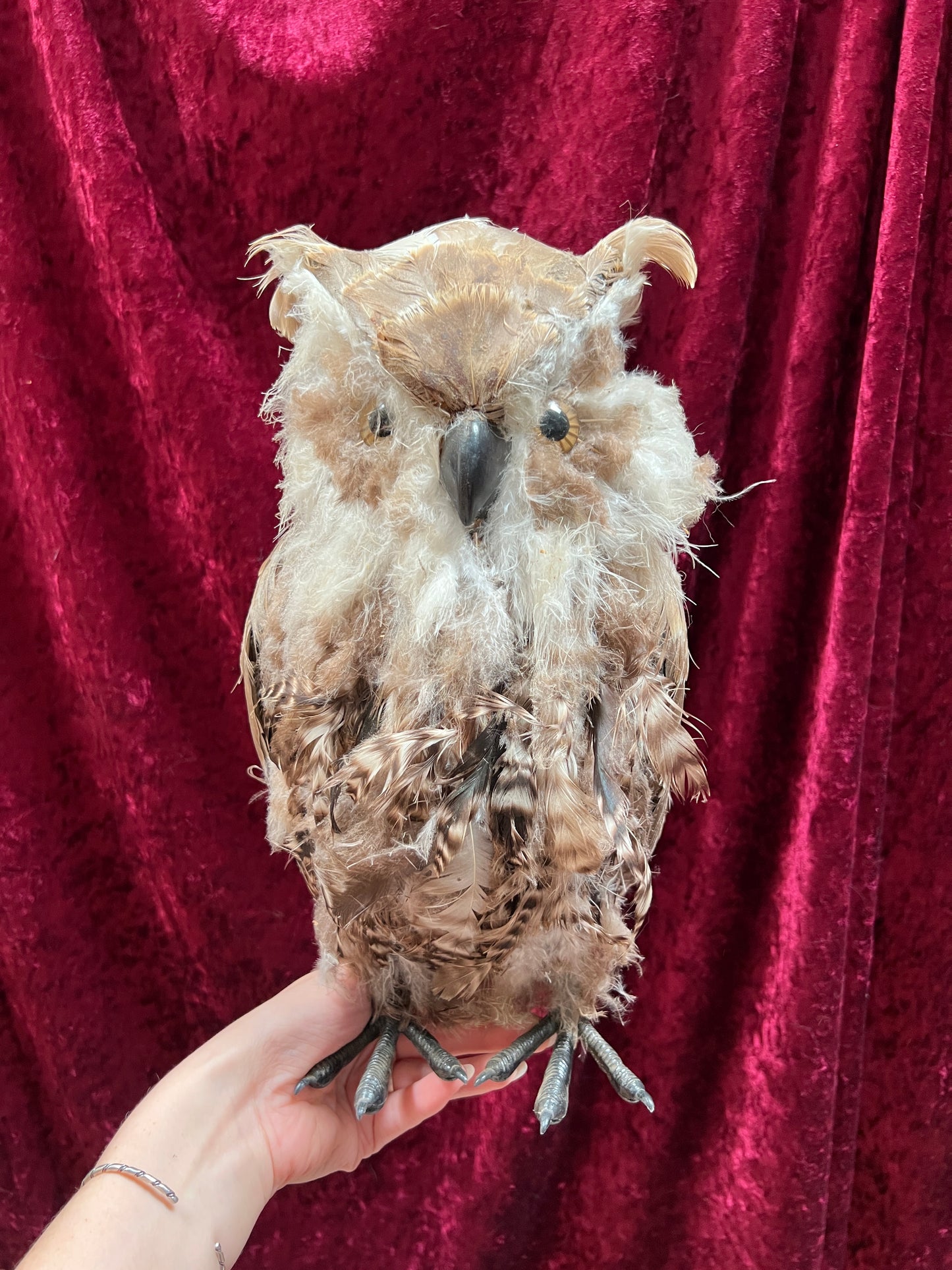 Vintage Repro Realistic Wise Owl Bird Prop