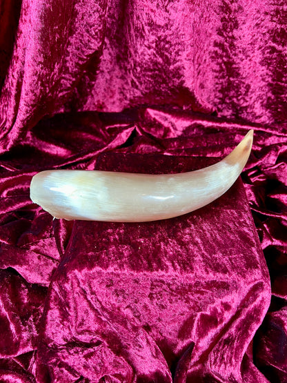 Vintage Curiosity - Taxidermy - Hollow Polished Horn