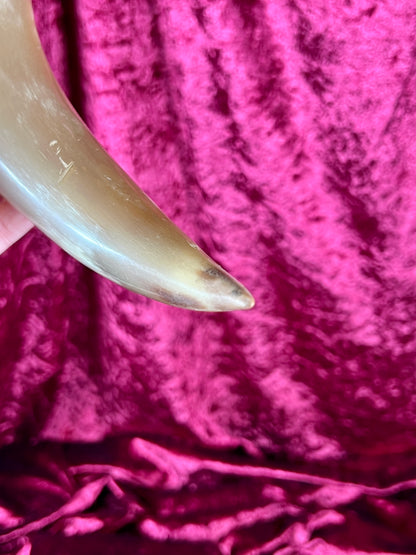 Vintage Curiosity - Taxidermy - Hollow Polished Horn