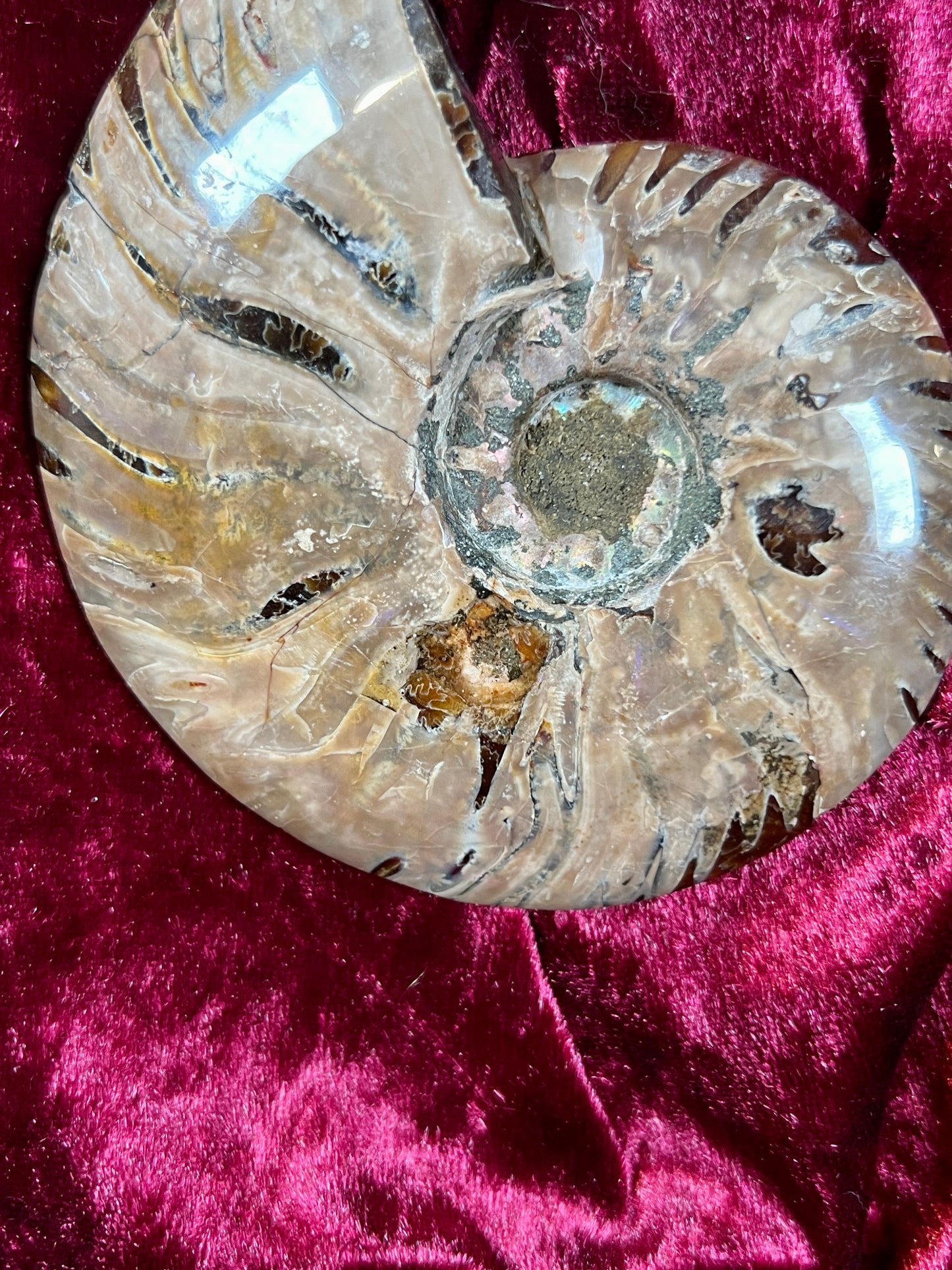 Vintage Curiosities - Natural Ammonite Fossil Conch Crystal Specimen