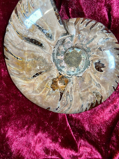 Vintage Curiosities - Natural Ammonite Fossil Conch Crystal Specimen
