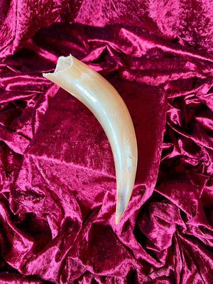 Vintage Curiosity - Taxidermy - Hollow Polished Horn
