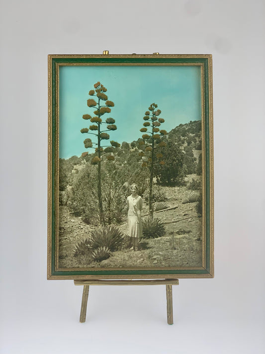 Antique Framed Color Plate Photo | Amongst The Agave in Hollywood