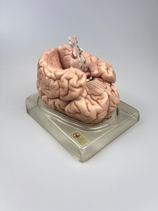 Vintage Somso Germany Anatomy Model - The Human Brain | 6 Parts | Oddity