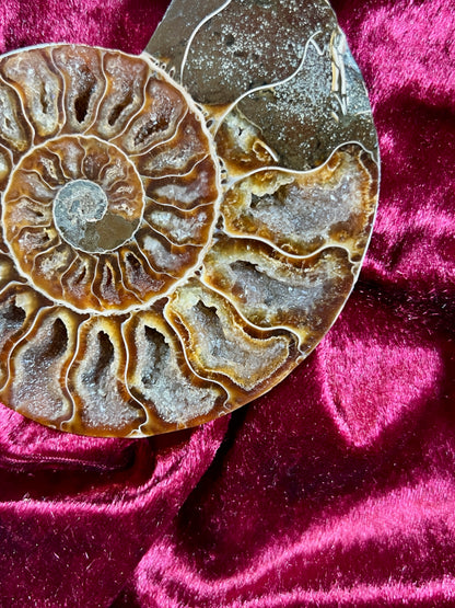 Vintage Curiosities - Natural Ammonite Fossil Conch Crystal Specimen