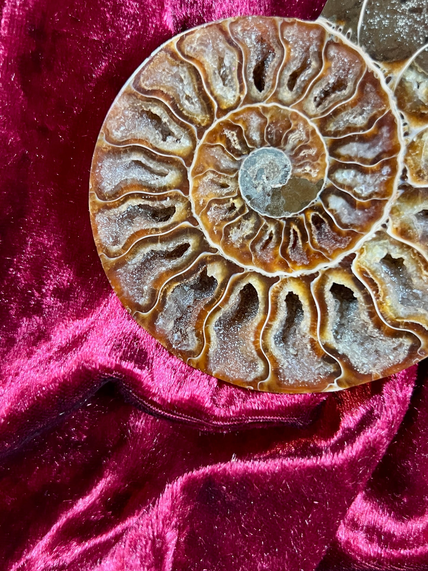 Vintage Curiosities - Natural Ammonite Fossil Conch Crystal Specimen