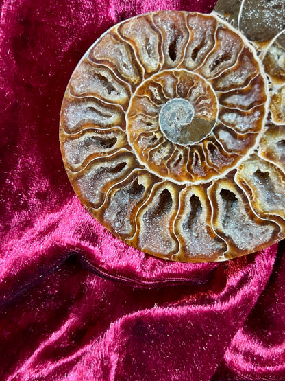Vintage Curiosities - Natural Ammonite Fossil Conch Crystal Specimen