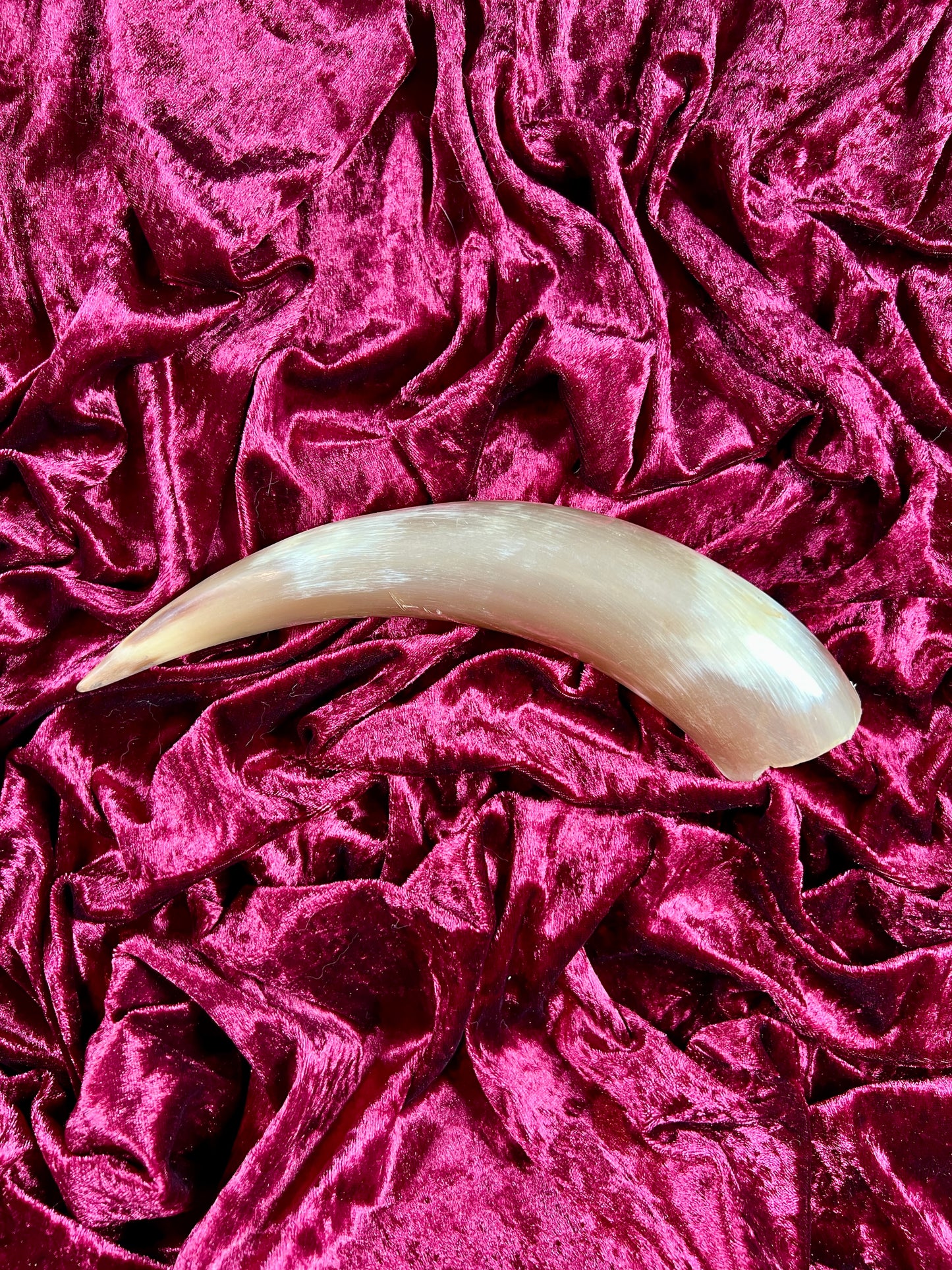 Vintage Curiosity - Taxidermy - Hollow Polished Horn