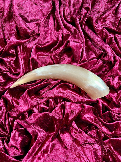 Vintage Curiosity - Taxidermy - Hollow Polished Horn