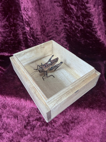 Vintage Wooden Cricket Cage - Chinese Folk Art Miniature with Cricket