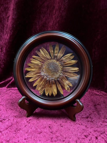 Vintage Pressed Sunflower Wall Art - Real Flower Round Wood Frame
