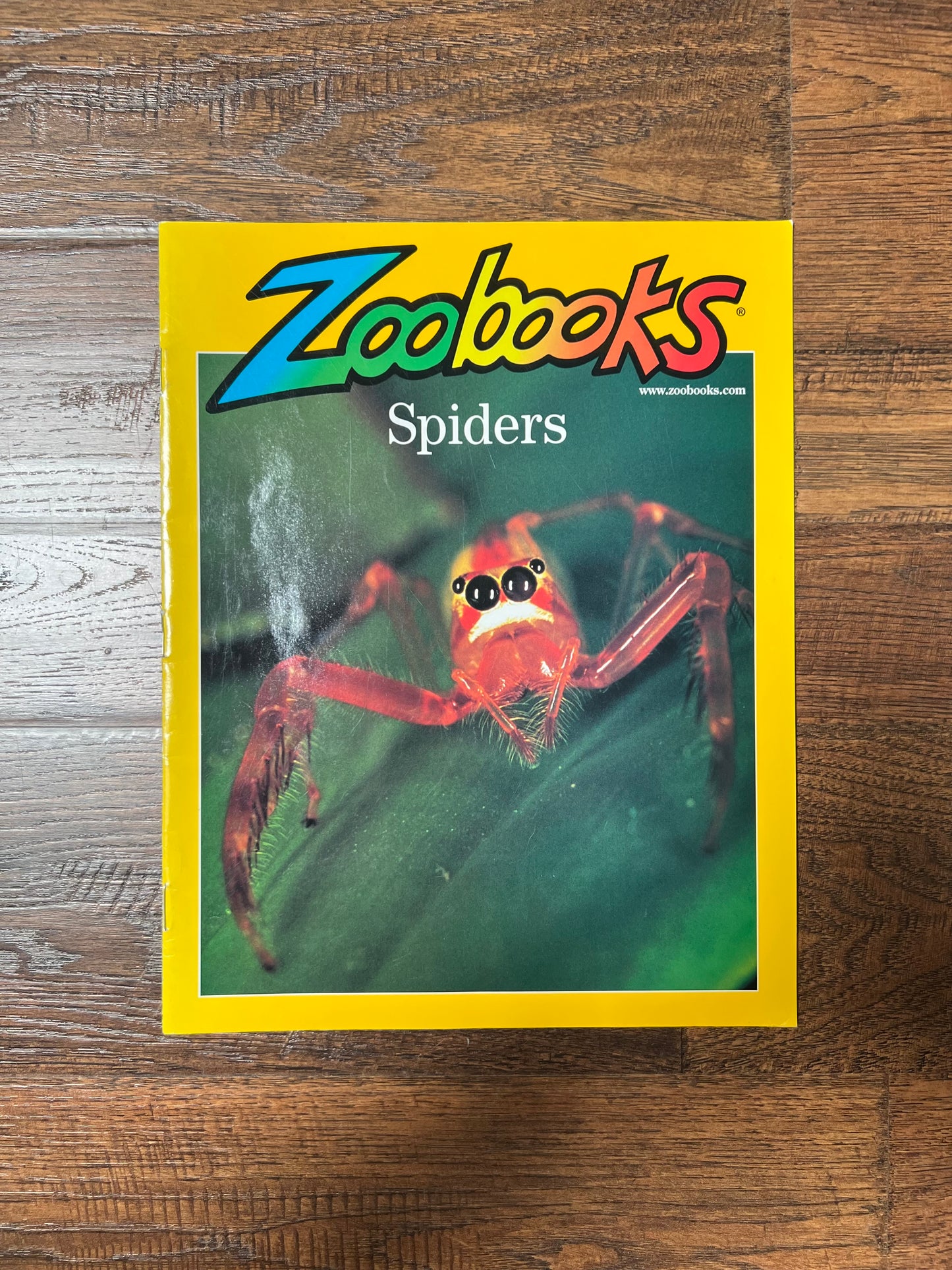 Vintage Ephemera - Magazine - Zoobooks - Spiders - June 2002
