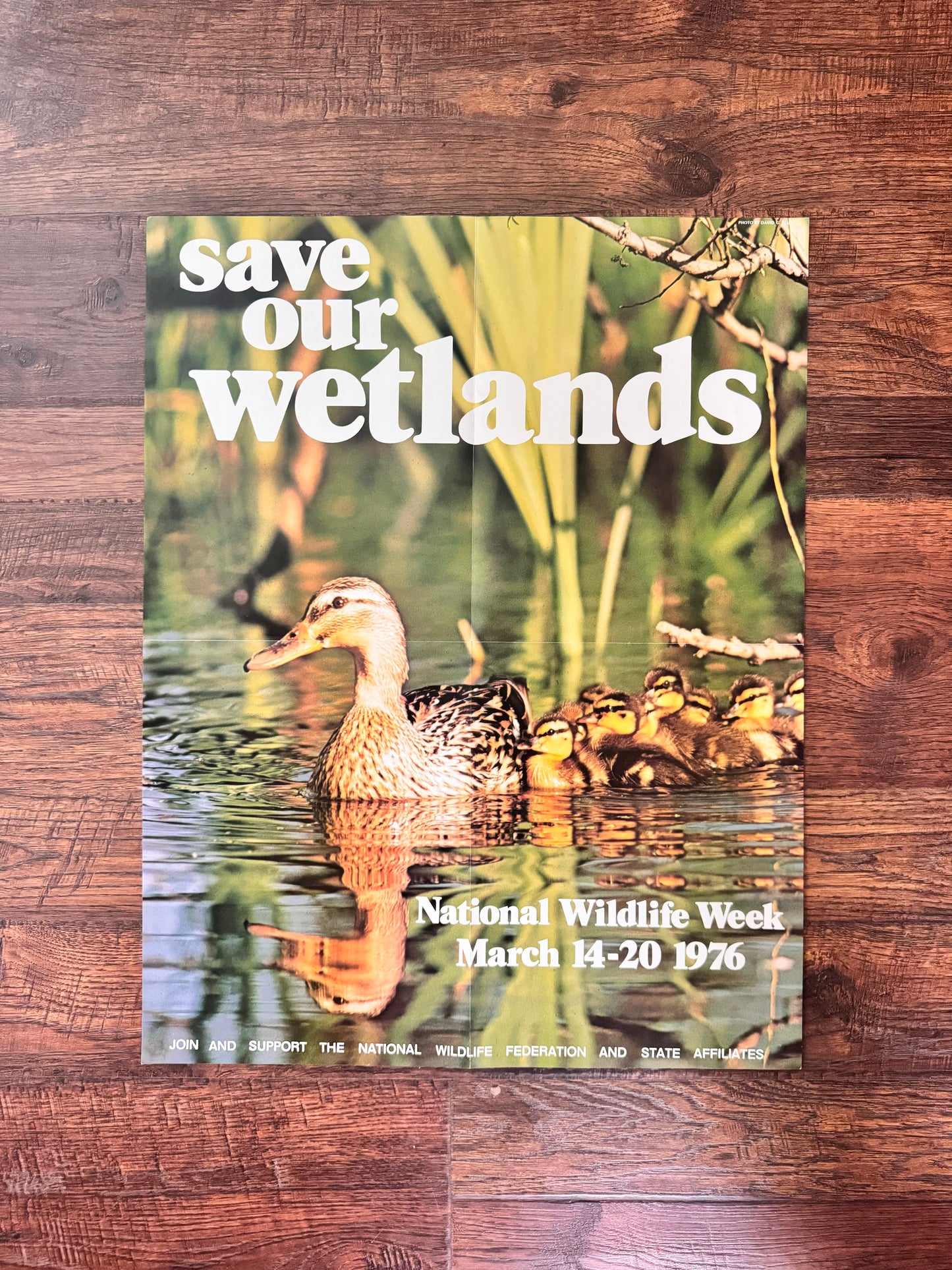 Vintage Magazine Insert Poster - Save Our Wetlands – The Cat Vintage